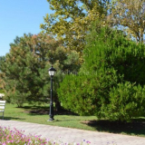 Jak zasadit a pěstovat sibiřský cedr na zahradě